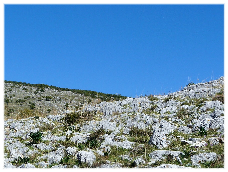 cernuella virgata....??????